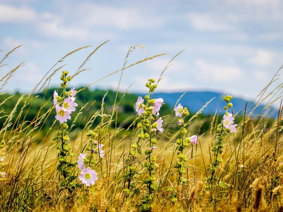 Beli slez ima ulaganje oko 200 evra, a donosi zaradu i do 9.000 evra ...