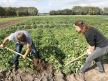 Gajenje batata, slatkog krompira, sve je unosnije u Evropi zbog toplije klime