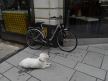 pas čeka vlasnika ispred lokala u Beču