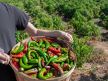 Čovek drži korpu punu paprika