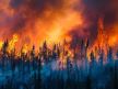 Šuma koja gori kao posledica klimatskih promena.