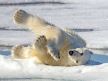 Polarni medved na norveškom Arktiku