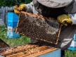 Pčelar izvlači pčele iz košnice