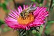 Western honey bee  Apis mellifera Kari Schnellmann