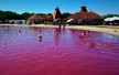 Roze jezero u Bačkoj