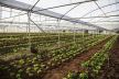 organska farma