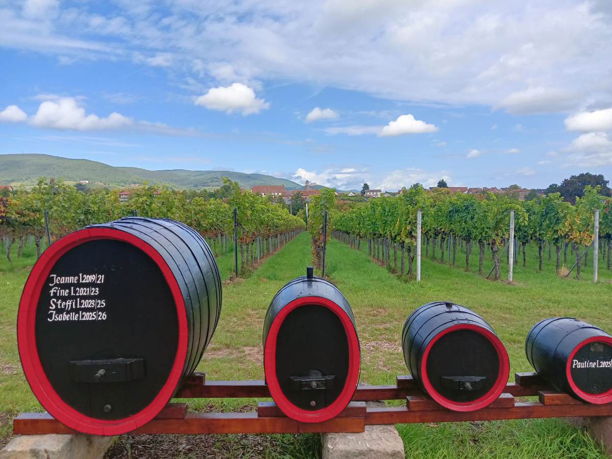 Burad sa vinom i vinograd pored puta