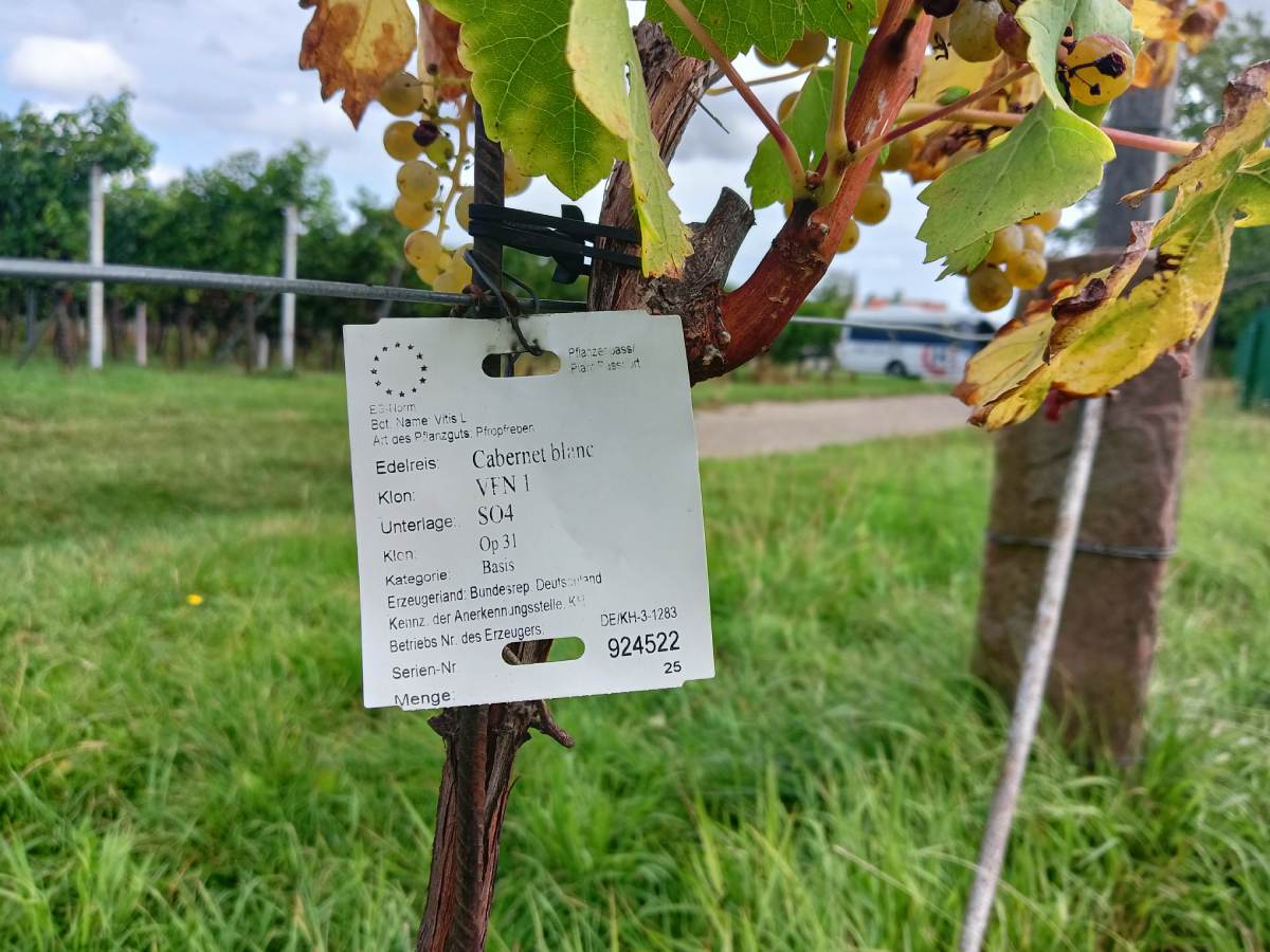 Grožđe i informacije o sorti