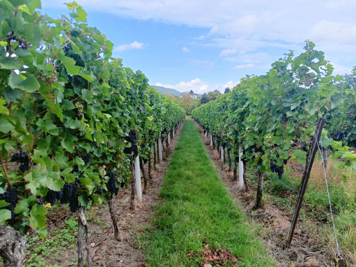 Vinogradi