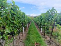 Vinogradi