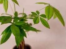 Pahira ili biljka koja donosi novac