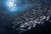 Populacija riba u opadanju