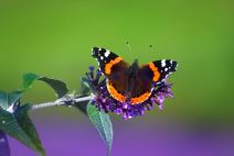 leptir crveni admiral