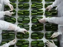 Fabrika za preradu krastavca