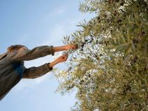Branje maslina