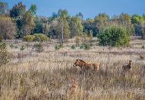 divlji konji Prževalskog u okolini Černobilja