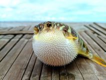 fugu riba