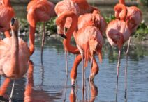 flamingo