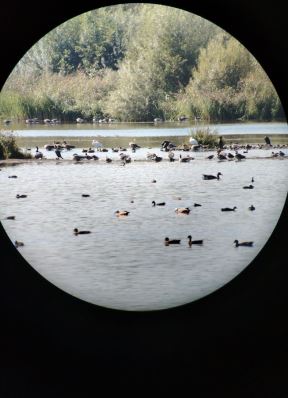 rizelfelder-rezervat043.jpg
