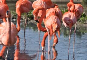 flamingo