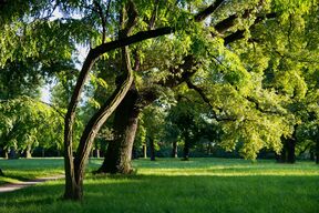 park-drveće.jpg