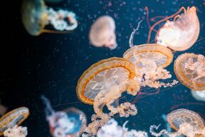 meduze