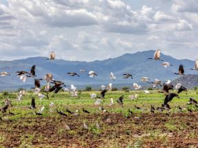 Afrički sveti ibis je u Evropu dospeo iz Afrike