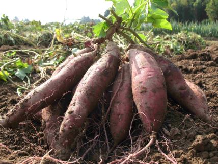 Gajenje batata, slatkog krompira