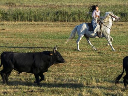 žena na konju u Francuskoj tera goveda