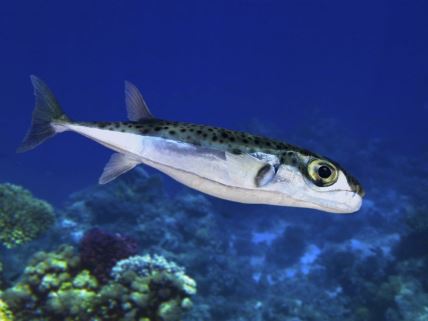 riba napuhača (Lagocephalus sceleratus) je veoma otrovna