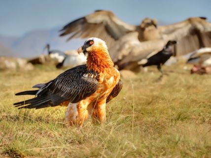 Gypaetus barbatus