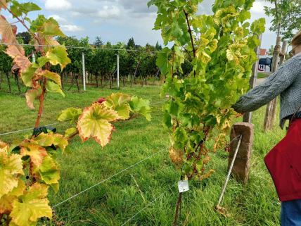 Vinograd u Nemačkoj