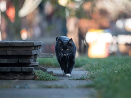 Crna mačka