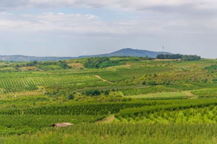 pogled na imanja dok se u pozadini vidi Avalski toranj