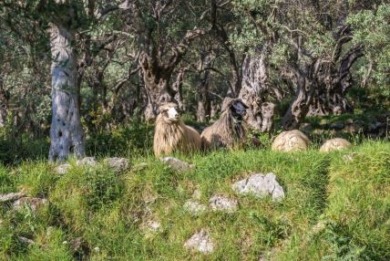 ovce na ispaši u blizini Bara u Crnoj Gori
