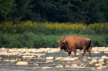evropski bizon u divljini
