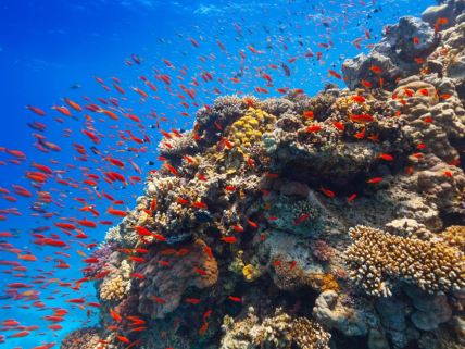 Ribe plivaju oko koralnog grebena u Crvenom moru
