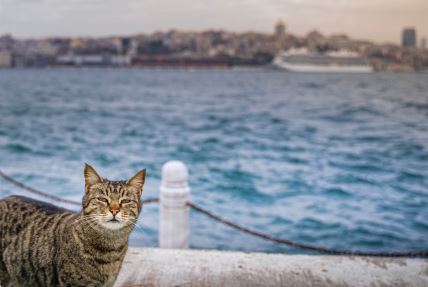 mačka na obali Bosfora u Istanbulu