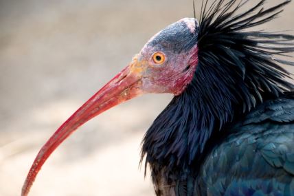 ptica severni ćelavi ibis