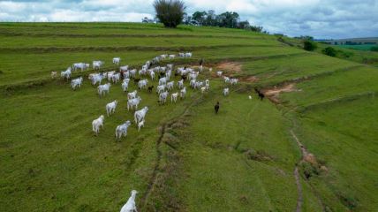 goveda pasu travu u brazilu