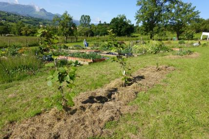 mladice kivija u bašti