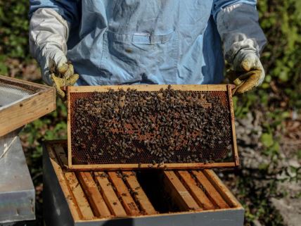 Pčelarstvo, pčelari,pčele