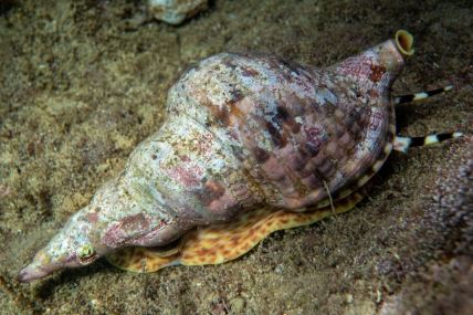Najstariji muzički instrument - školjka puža