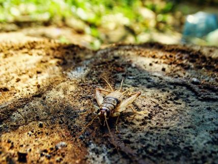 Cvrčci istraživanje