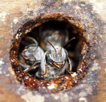 Amazonska pčela bez žaoke