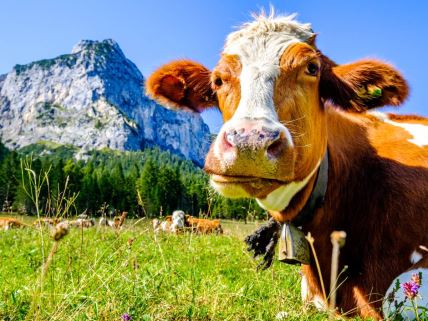 Krava na pašnjaku u Austriji