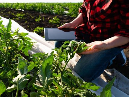 Farmer na tabletu prati stanje svoje bašte