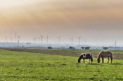 konji pasu dok se iza njih vidi vetropark