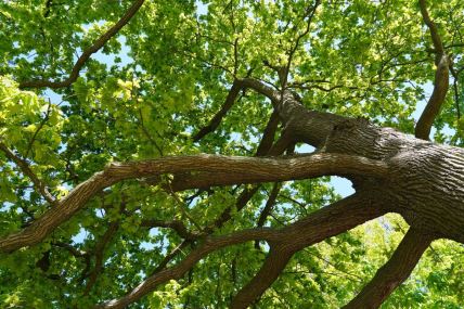 šuma hrasta lužnjaka
