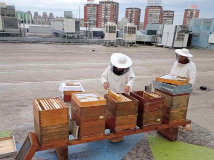Beogradsko udruženje pčelara je postavilo košnice na nekoliko zgrada u srpskoj prestonici